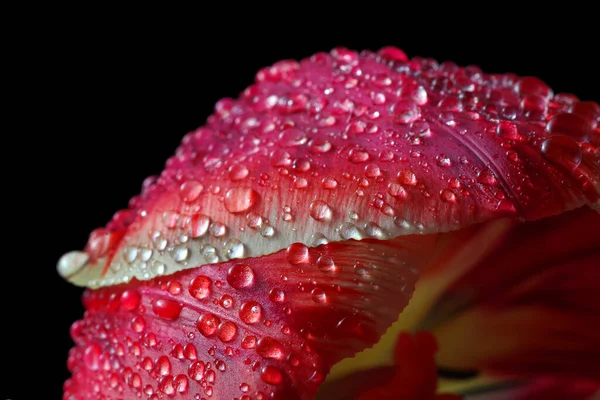 Tulip Flower Rain Close Macro Photo Red Tulip Petals Water — Fotografia de Stock