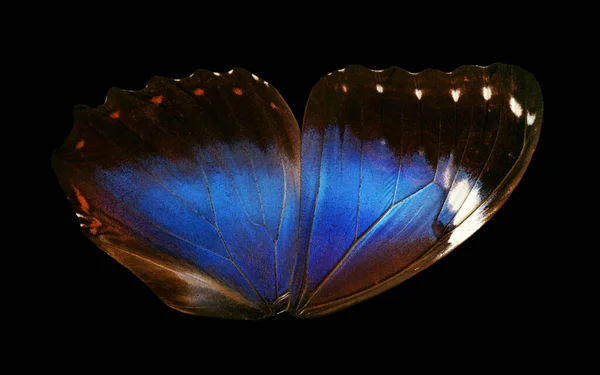 Vleugels Met Een Blauwe Morpho Vlinder Textuur Achtergrond Morpho Vlinder — Stockfoto