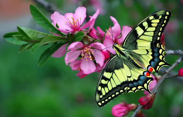 Swallowtail Butterfly Branch Blooming Cherry Blooming Pink Sakura Butterfly Spring — 스톡 사진