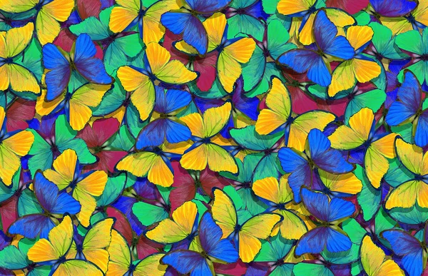 bright colorful morpho butterflies texture background. colorful tropical background.