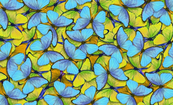 Colorful Blue Yellow Morpho Butterflies Texture Background Bright Tropical Background — Fotografia de Stock