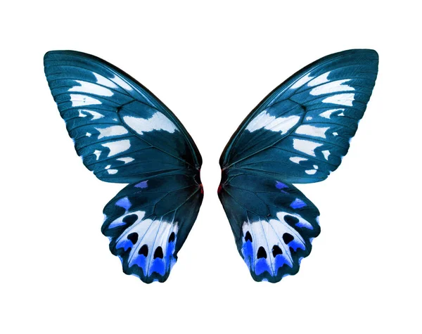 Blue Birdwing Butterfly Wings Isolated White Butterfly Wings Design — Stockfoto