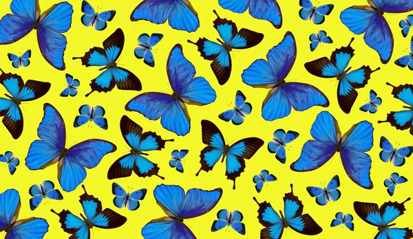 Colorful Blue Tropical Butterflies Yellow Background Ornament Bright Blue Butterflies — Photo
