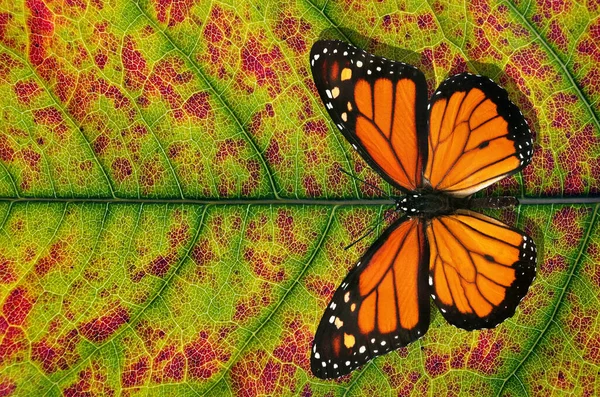 Bright Natural Background Colorful Monarch Butterfly Bright Autumn Leaf Close — Stockfoto