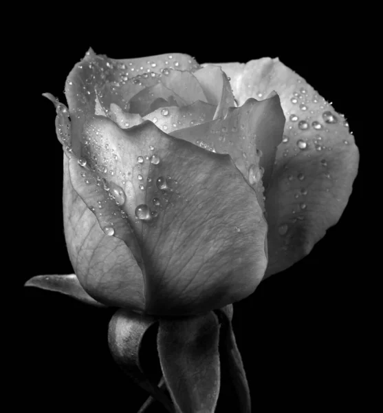 Rose Bud Dew Drops Black White — Stok fotoğraf