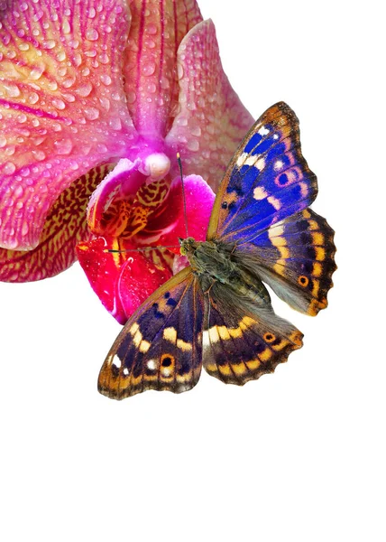 Colorful Blue Butterfly Purple Orchid Flower Water Drops Isolated White — Photo