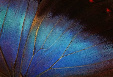 abstract symmetrical ornament. abstract pattern from morpho butterfly wings. blue tropical butterfly wings texture background