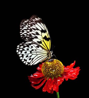 Bright tropical rice paper butterfly on colorful red flower in water drops isolated on black. large tree nymph. white nymph butterfly.