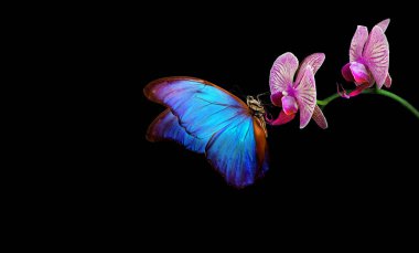 bright blue tropical morpho butterfly on colorful purple orchid flowers in water drops isolated on black
