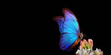 Bright tropical blue morpho butterfly on colorful flower isolated on black. Agave amica. Polianthes tuberosa. Copy space