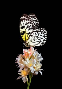 Bright tropical butterfly on colorful flower isolated on black. Agave amica. Polianthes tuberosa. Large tree nymph. White nymph butterfly. 