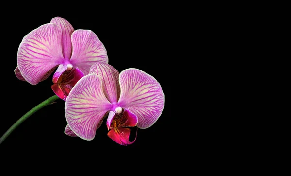 Colorful Purple Orchid Flowers Isolated Black Copy Space Selective Focus — стоковое фото