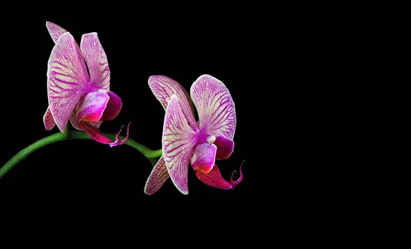 Colorful Purple Orchid Flowers Isolated Black Copy Space Selective Focus — стоковое фото