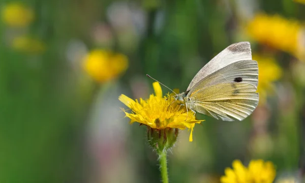 Bright White Butterfly Yellow Flower Copy Space — Foto Stock