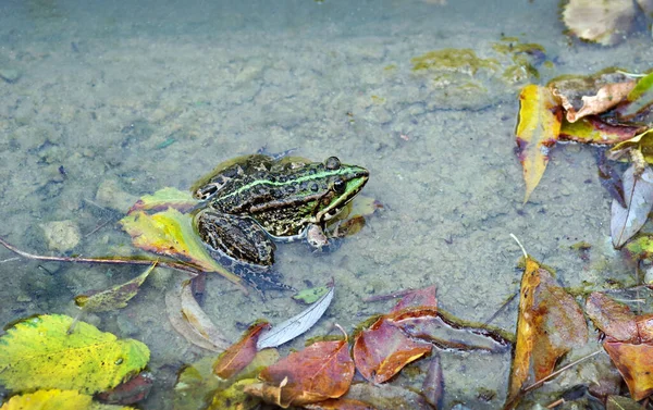 bright river frog on the shore of the pond