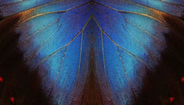 Abstract Symmetrical Ornament Abstract Pattern Morpho Butterfly Wings Blue Tropical — Stok fotoğraf