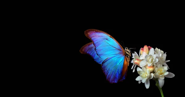 Яскравий Тропічний Синій Морфо Метелик Барвистій Квітці Ізольований Чорному Агаве — стокове фото