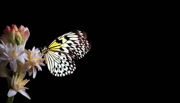 Bright Tropical Butterfly Colorful Flower Isolated Black Agave Amica Polianthes — 스톡 사진