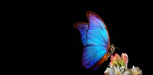 Bright Tropical Blue Morpho Butterfly Colorful Flower Isolated Black Agave — ストック写真