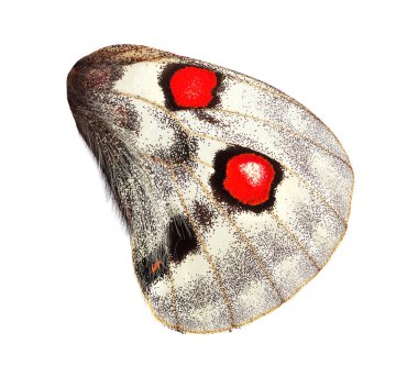 Beyaz üzerinde izole edilmiş tropikal Apollo kelebeğinin parlak kanadı.