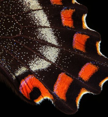 Siyah üzerine izole edilmiş tropikal kelebeğin parlak renkli kanatları. Papilio maackii. Alp siyah kırlangıç kuyruğu. Renkli kırlangıç kelebek kanatları 