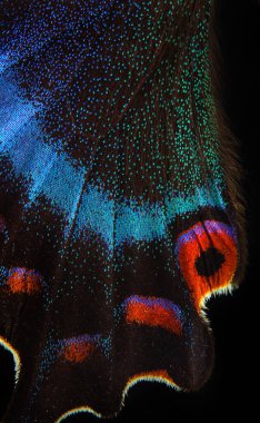 Siyah üzerine izole edilmiş tropikal kelebeğin parlak renkli kanadı. Papilio maackii. Alp siyah kırlangıç kuyruğu. Renkli egzotik kırlangıç kelebeği 