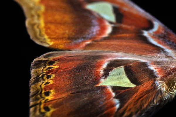 Bright colorful wings of tropical butterfly isolated on black. Papilio maackii. Alpine black swallowtail. Colorful swallowtail butterfly wings