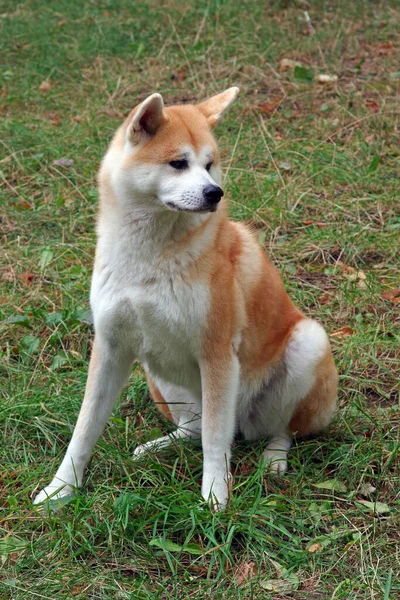 秋田県または日本の秋田 緑の牧草地でかわいい秋田犬 — ストック写真