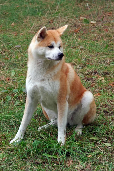 Akita Ken Akita Japonês Akita Inu Bonito Prado Verde — Fotografia de Stock