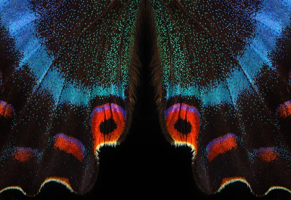 Heldere Kleurrijke Vleugel Van Tropische Vlinder Geïsoleerd Zwart Papilio Maackii Stockfoto