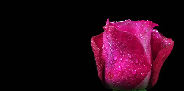 Ljus Rosa Ros Droppar Dagg Isolerad Svart Rosa Ros Blomma — Stockfoto