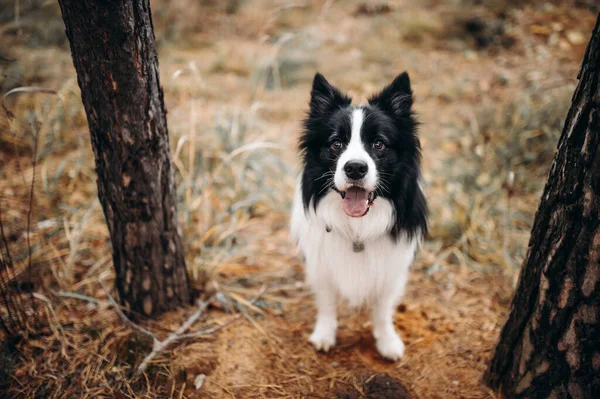 Hond Natuur Herfst Stemming Grens Collie Blad Vallen Het Bos — Stockfoto