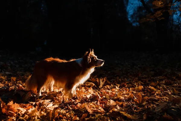 Gräns Collie Hund Hösten Löv Natten — Stockfoto