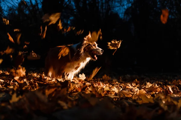 Grens Collie Hond Herfst Bladeren Nachts — Stockfoto