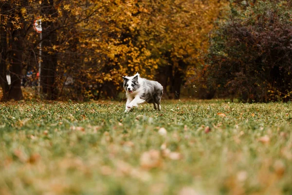 Correr Merle Border Collie Dog Bosque Otoño — Foto de Stock