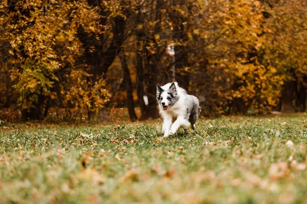 Running Merle Συνόρων Σκυλί Collie Φθινόπωρο Δάσος — Φωτογραφία Αρχείου