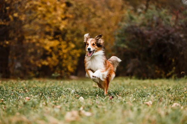 秋の森の中で赤い縁取り犬を走らせる — ストック写真