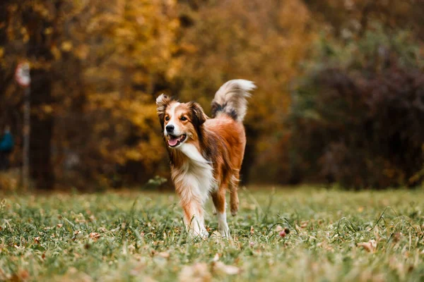 秋の森の中で赤い縁取り犬を走らせる ストックフォト