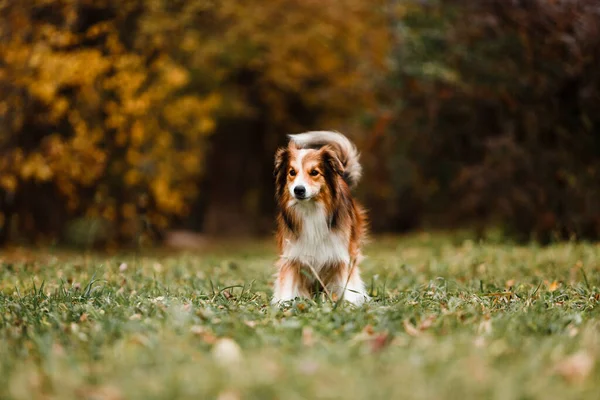 秋の森の中の赤いボーダーコリー犬 ロイヤリティフリーのストック写真
