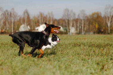 Border collie ve doberman sahada