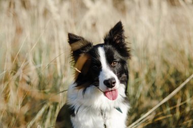 Siyah beyaz bir çoban köpeğinin yakın plan portresi. 