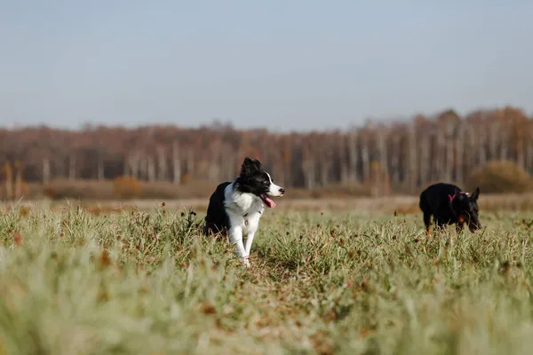 黑白相间的边境牧羊犬在田里摆姿势 — 图库照片