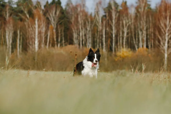 Черно Белая Колли Собака Позирует Поле — стоковое фото