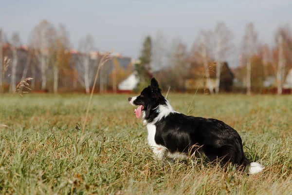 Fekete Fehér Határ Collie Kutya Pózol Területen — Stock Fotó