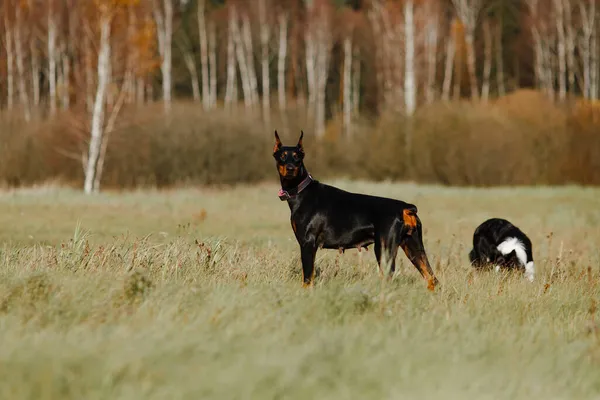 Border Collie Und Dobermann Auf Dem Feld — Stockfoto