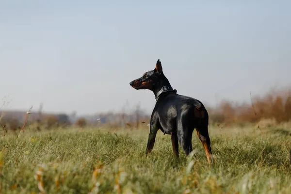 Doberman Kutya Pózol Mezőn — Stock Fotó