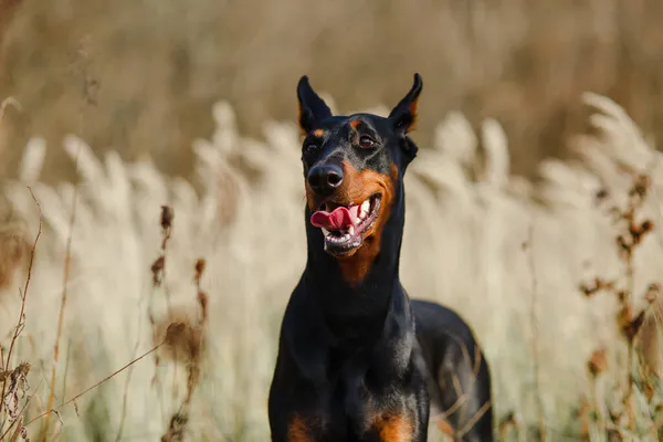 美丽的黑色和棕色的狗在田里繁殖多伯曼 — 图库照片