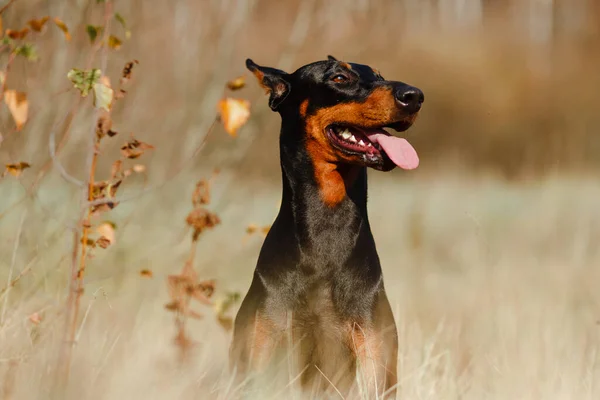 Beautiful Black Brown Dog Breed Doberman Field — Stock Photo, Image