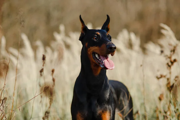 Güzel Siyah Kahverengi Köpek Soyundan Doberman Tarlada — Stok fotoğraf