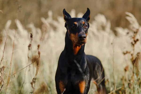 Güzel Siyah Kahverengi Köpek Soyundan Doberman Tarlada — Stok fotoğraf